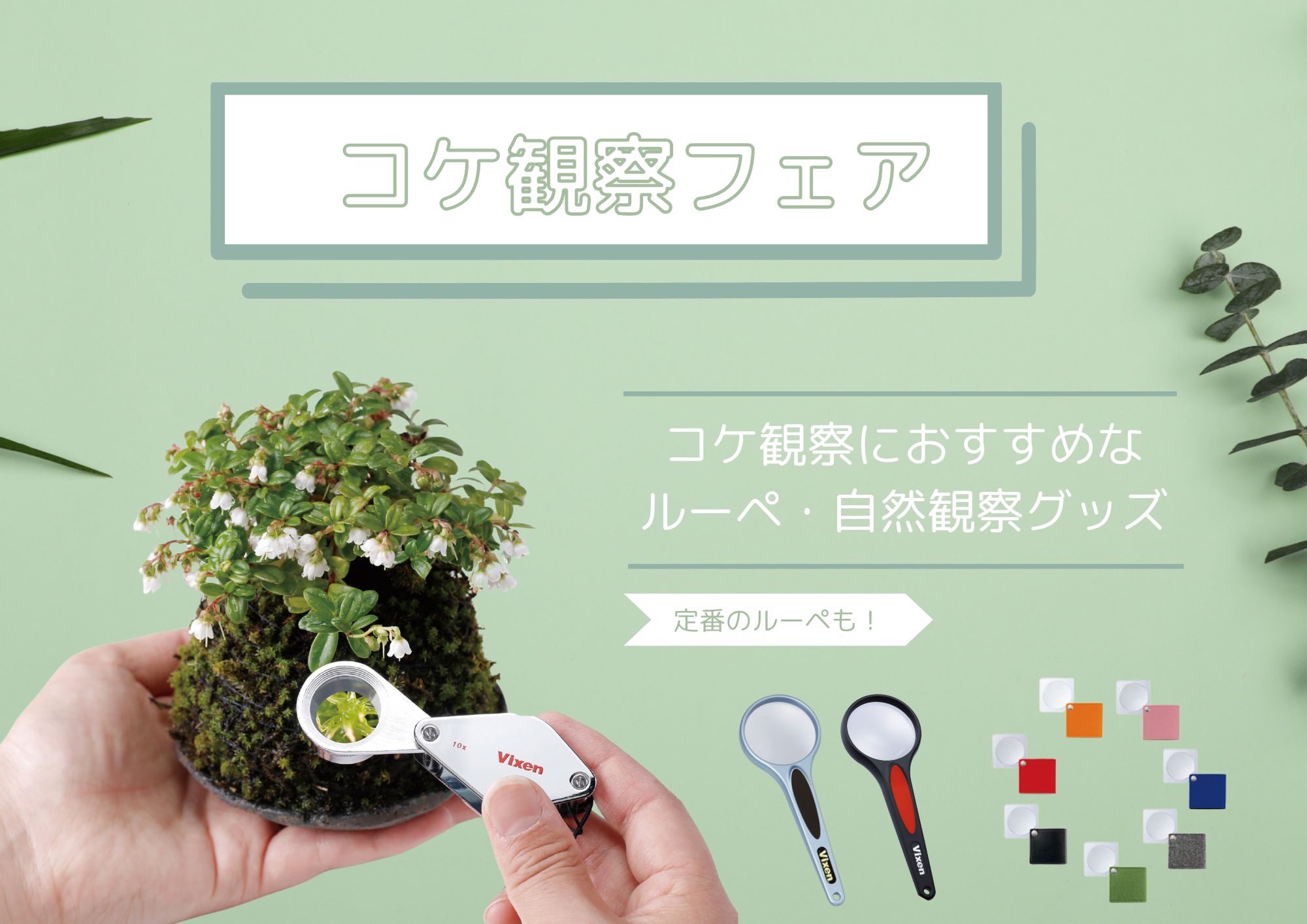 コケセール