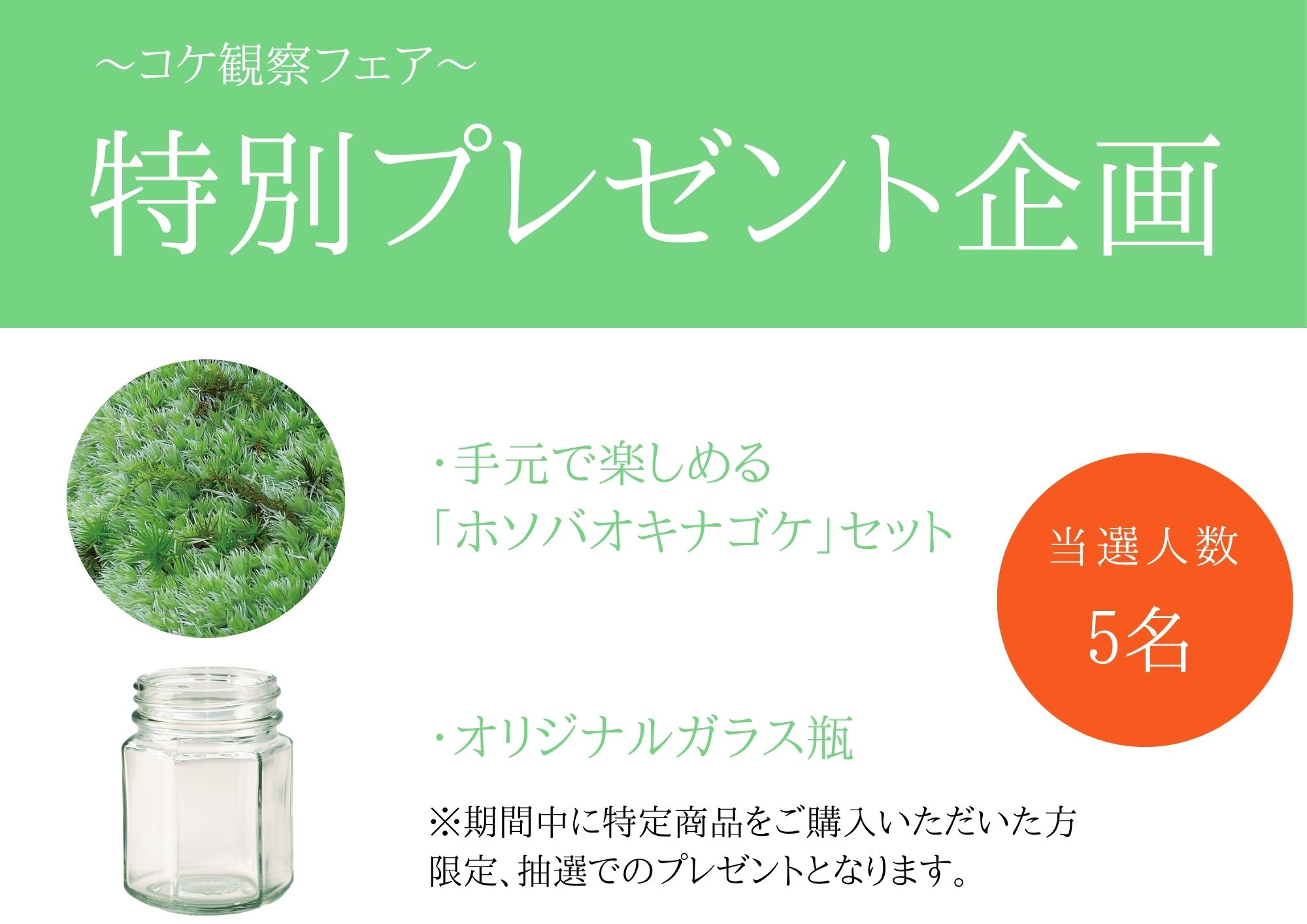 コケセール